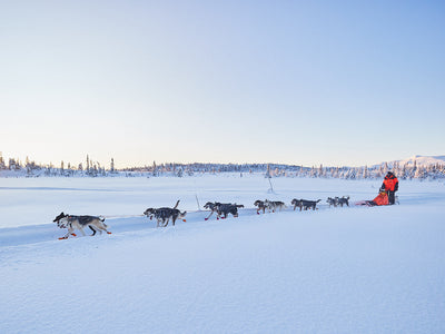 Mushing